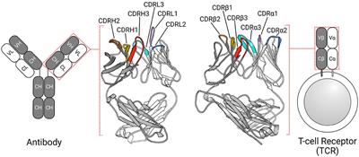 Comparative Analysis of the CDR Loops of Antigen Receptors